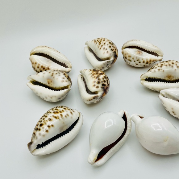 10 Cowrie Tiger & White Sea Shells approximately 2” to 3” or Turtle Shells - Picture 7 of 11